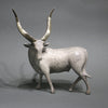 "African Bull"-Loet Vanderveen-Renee Taylor Gallery