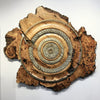 "Willow Burlwood"-Dave Barkby-Renee Taylor Gallery